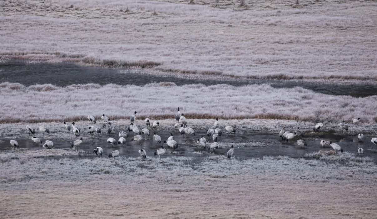 Supporting the Conservation of Black-Necked Cranes